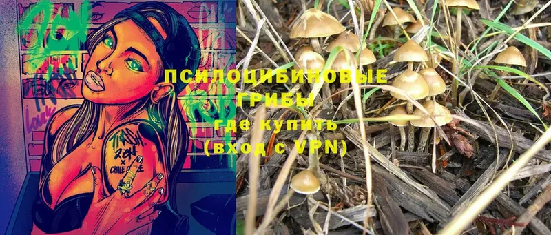 купить   Краснослободск  Галлюциногенные грибы MAGIC MUSHROOMS 